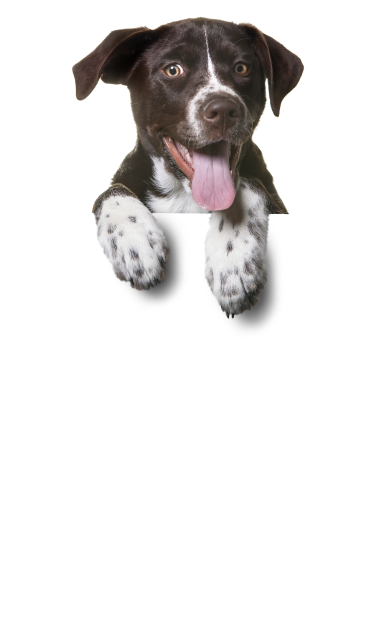 dog-1-mobile