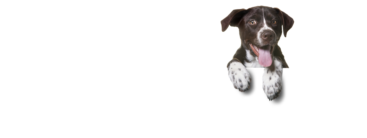 dog-1
