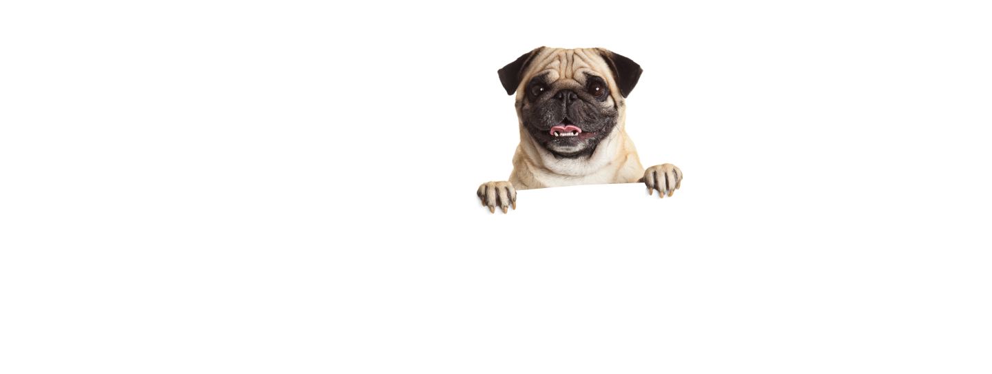 dog-2