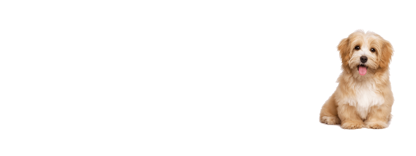 dog-3