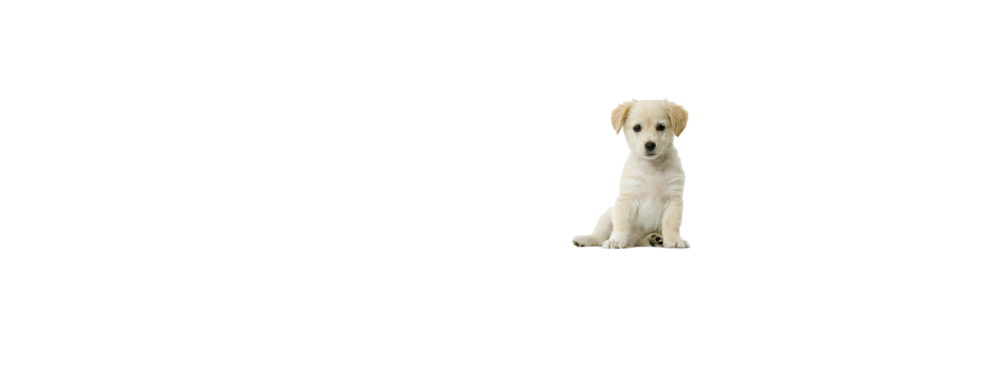 dog-4