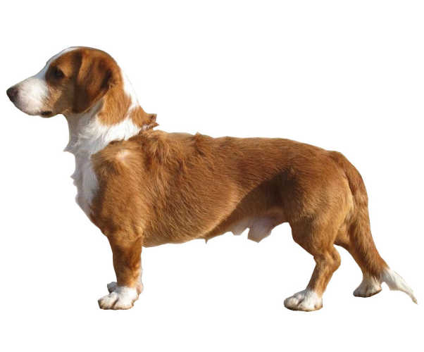Basset_De_Westphalia