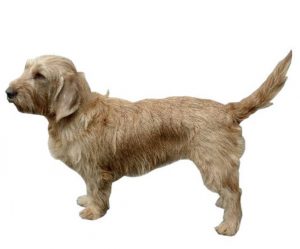 Basset_Fauve_De_Bretagne