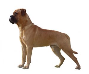 Bullmastiff