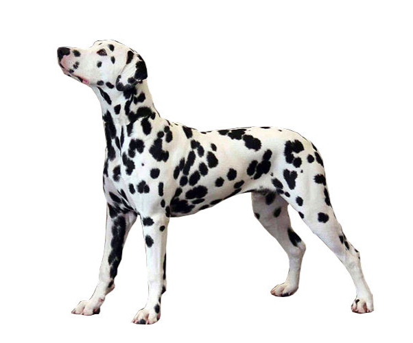 Dalmatien