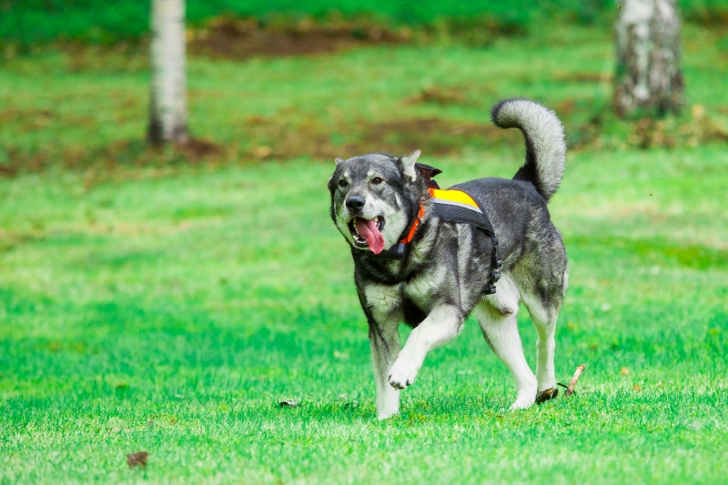 Elkhound sueco en cesped