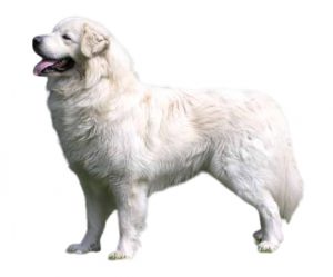 Slovak Cuvac