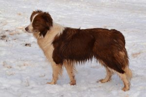 adoptar border collie