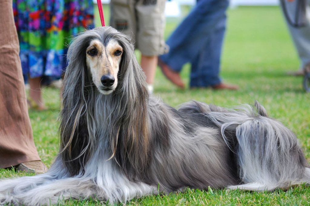 afghan sheepdog