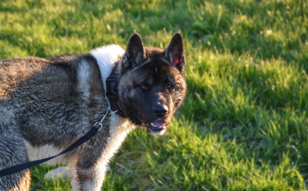 Akita Américain Tout Savoir Sur Cette Race Dogsplanetcom