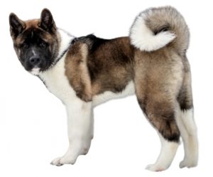 Akita americana