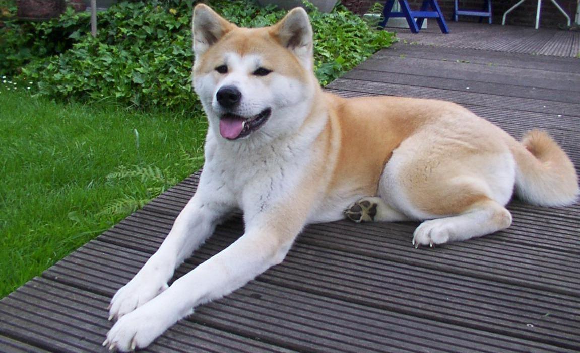 akita inu personnalité