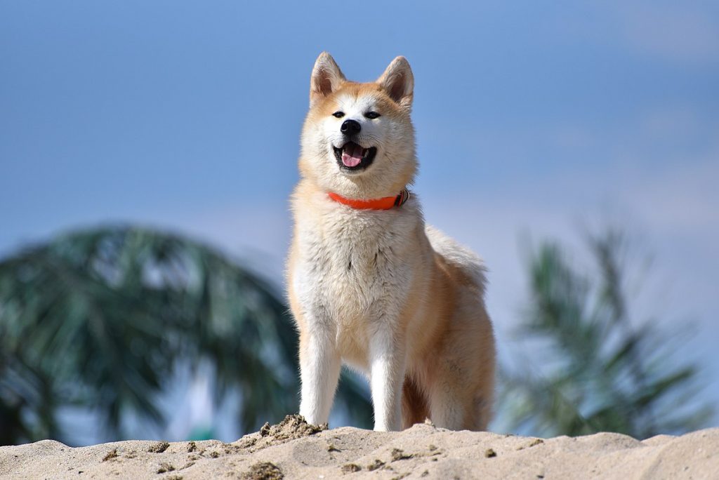 akita inu photo