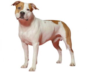 staffordshire terrier americano