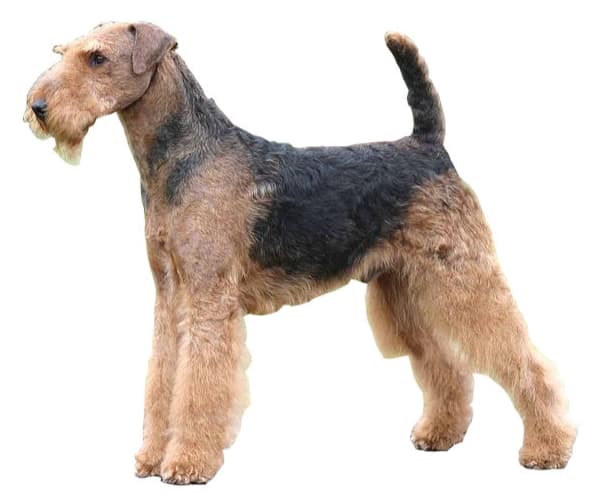 airedale terrier look