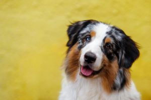 aussie shep