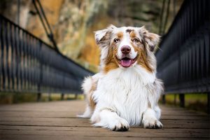 australian sheepdog