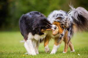 australian shepard