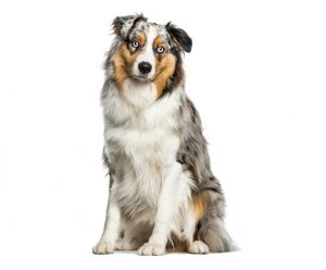 australian shepherd