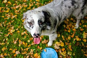 australian shepherd dog