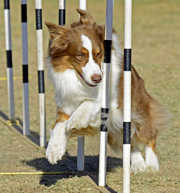 australian shepherd temperament