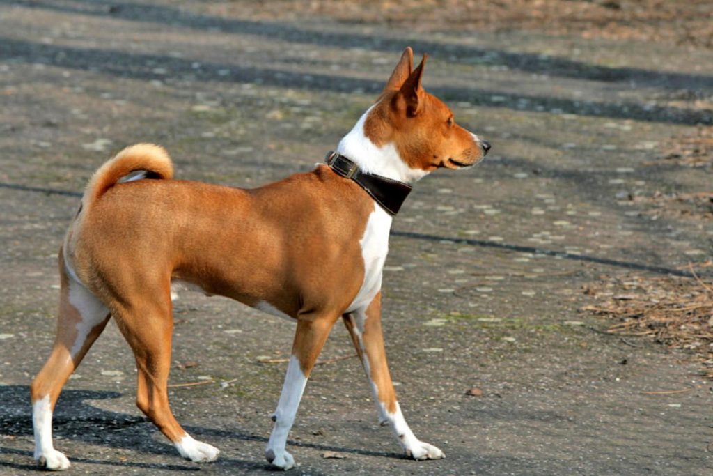 basenji history