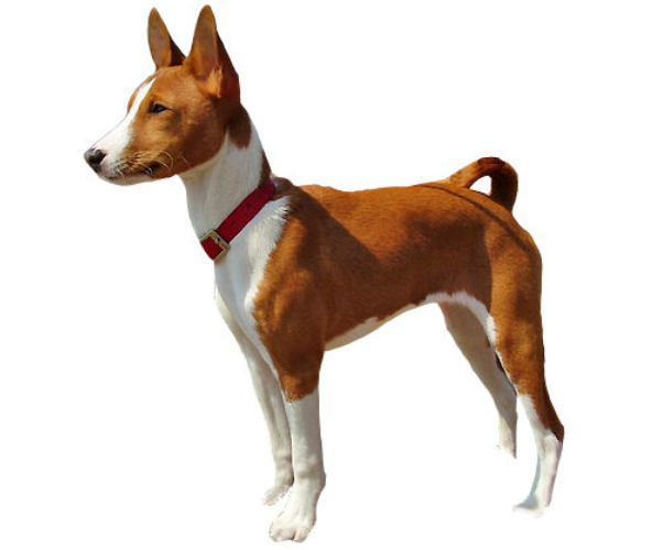 basenji