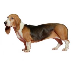 Sabueso artesano de Normandía