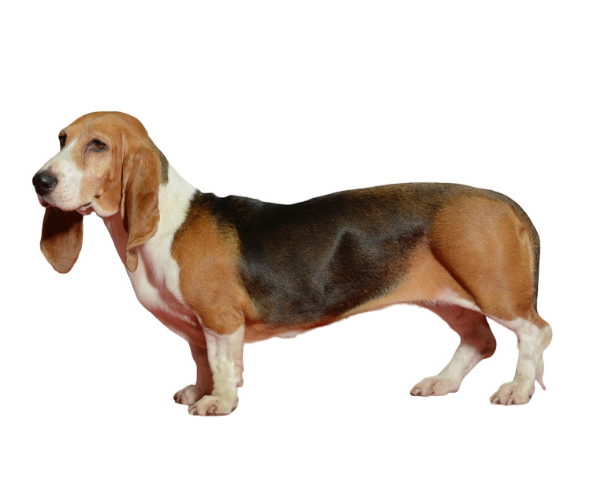 basset artésien normand