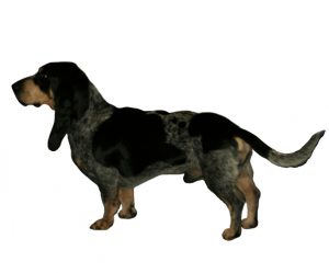 sabueso basset azul de gasconia