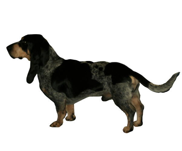 basset bleu de gascogne