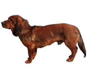 El basset hound alpino