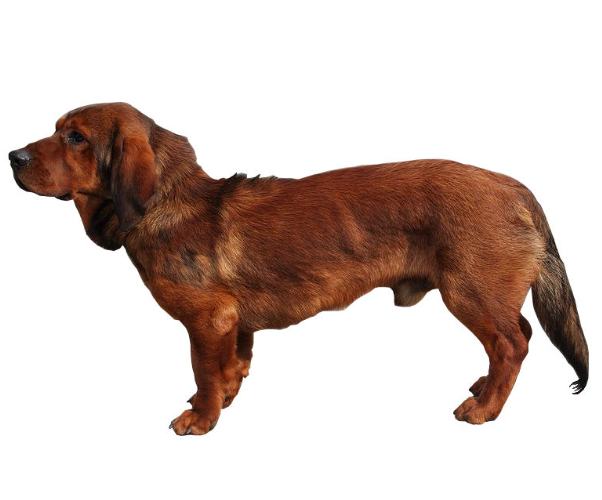 El basset hound alpino