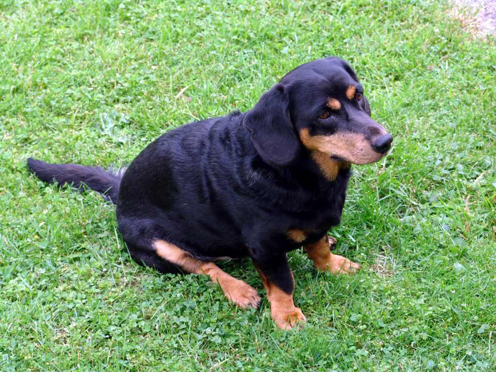 basset des alpes personnalité