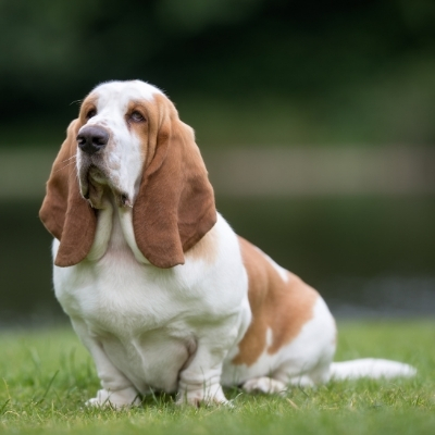 basset hound caracter