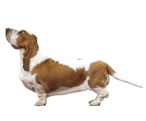 basset hound