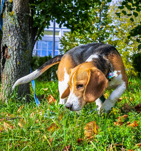 Beagle