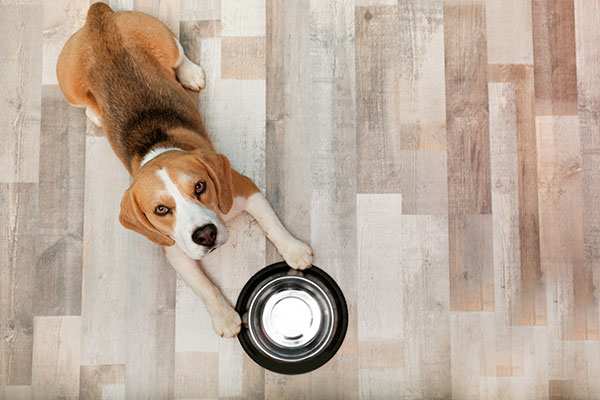 Beagle qui attend de manger