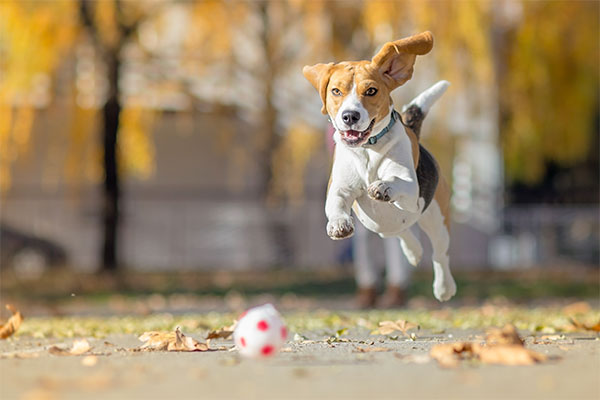 Beagle qui joue au ballon