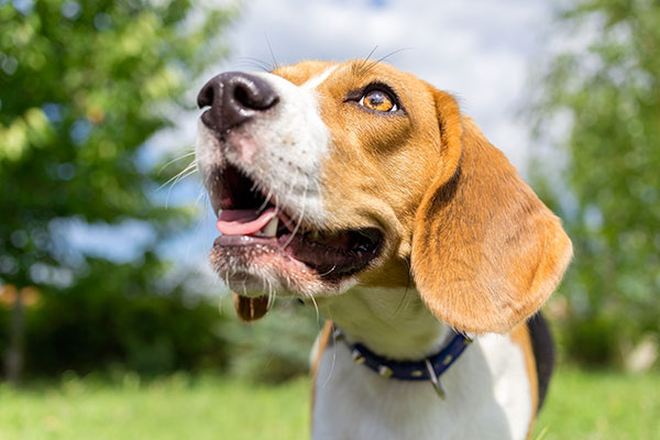 Beagle en gros plan