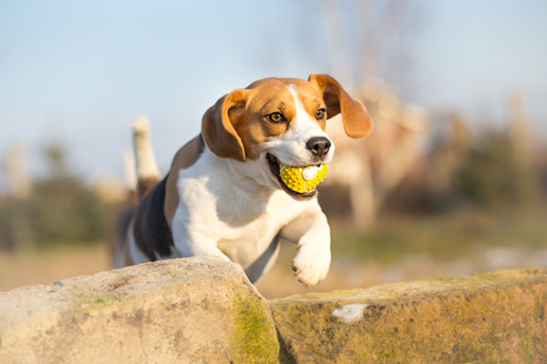 beagle qui joue à la balle
