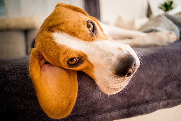 beagle couché sur son lit