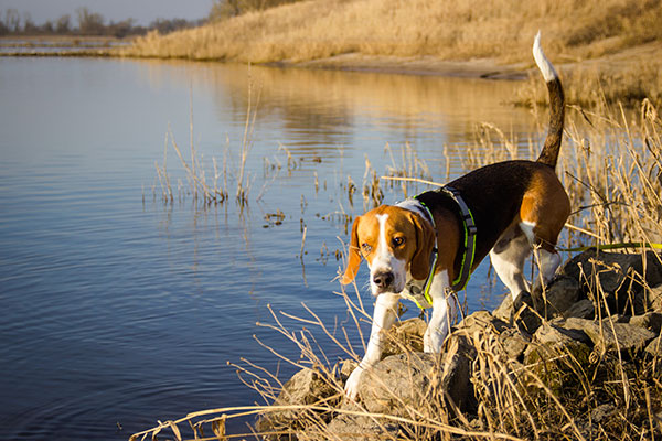 beagle à la campagne