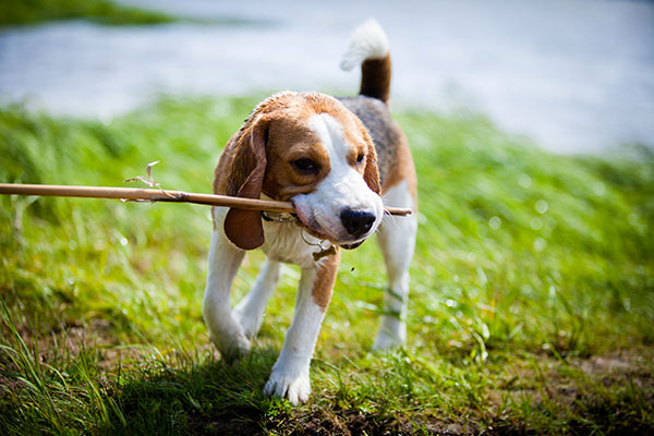 beagle avec un bâton