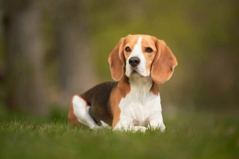 beagle sentado