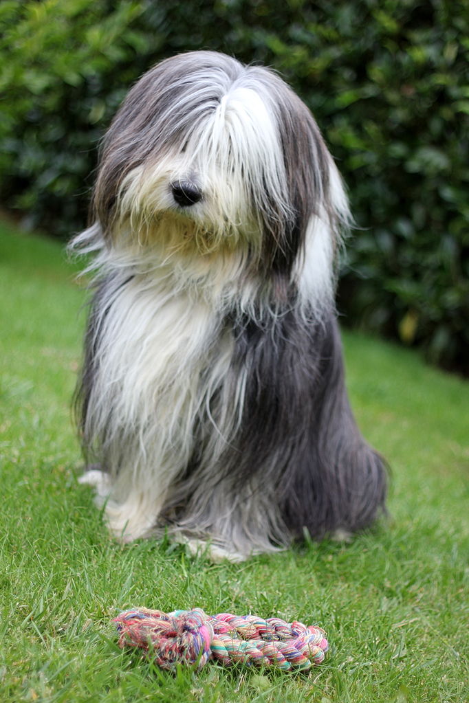 bearded collie personnalité