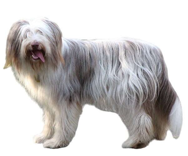 collie barbudo