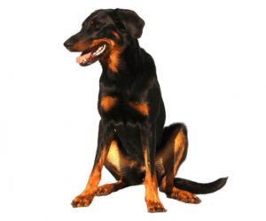 beauceron
