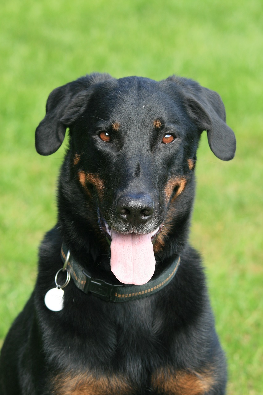 beauceron personnalité