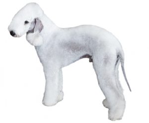 bedlington terrier